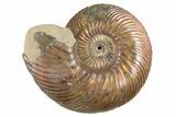 Iridescent Ammonite (Aconeceras) Fossil - Russia #262707-1